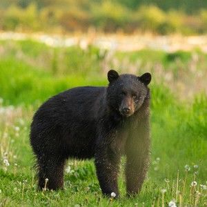 Meet your Posher, Silver